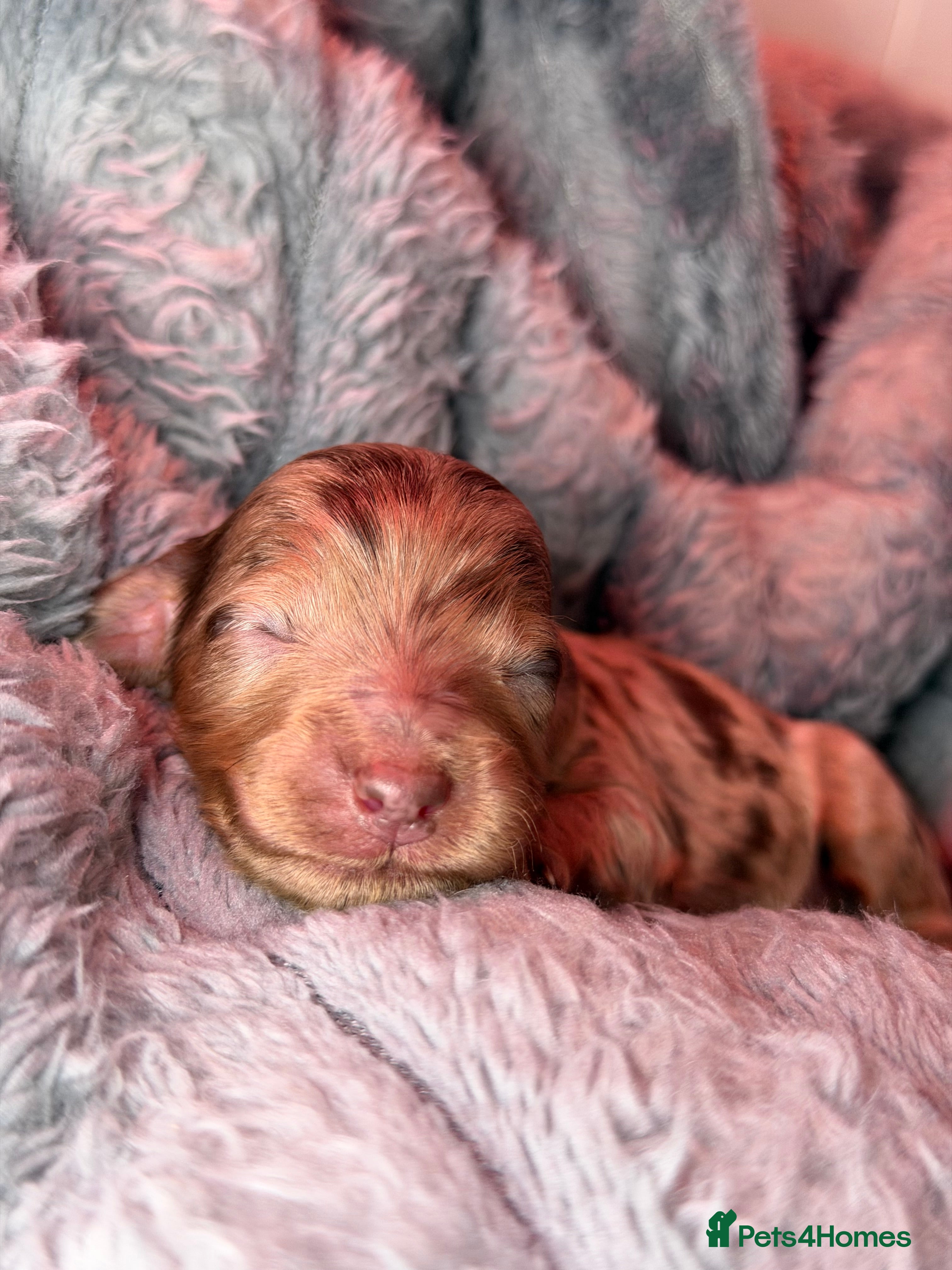 Cockapoo dogs F3 Cockapoo Puppies Chocolate & Merle Colours - Advert 4