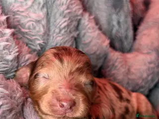 Cockapoo dogs F3 Cockapoo Puppies Chocolate & Merle Colours - Advert 4