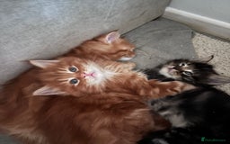 Maine Coon cats for sale: 5 gorgeous 3/4 Maine coon babys - Image 17
