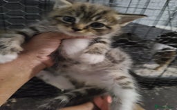 Ragdoll cats for sale: Kittens for sale - Image 2