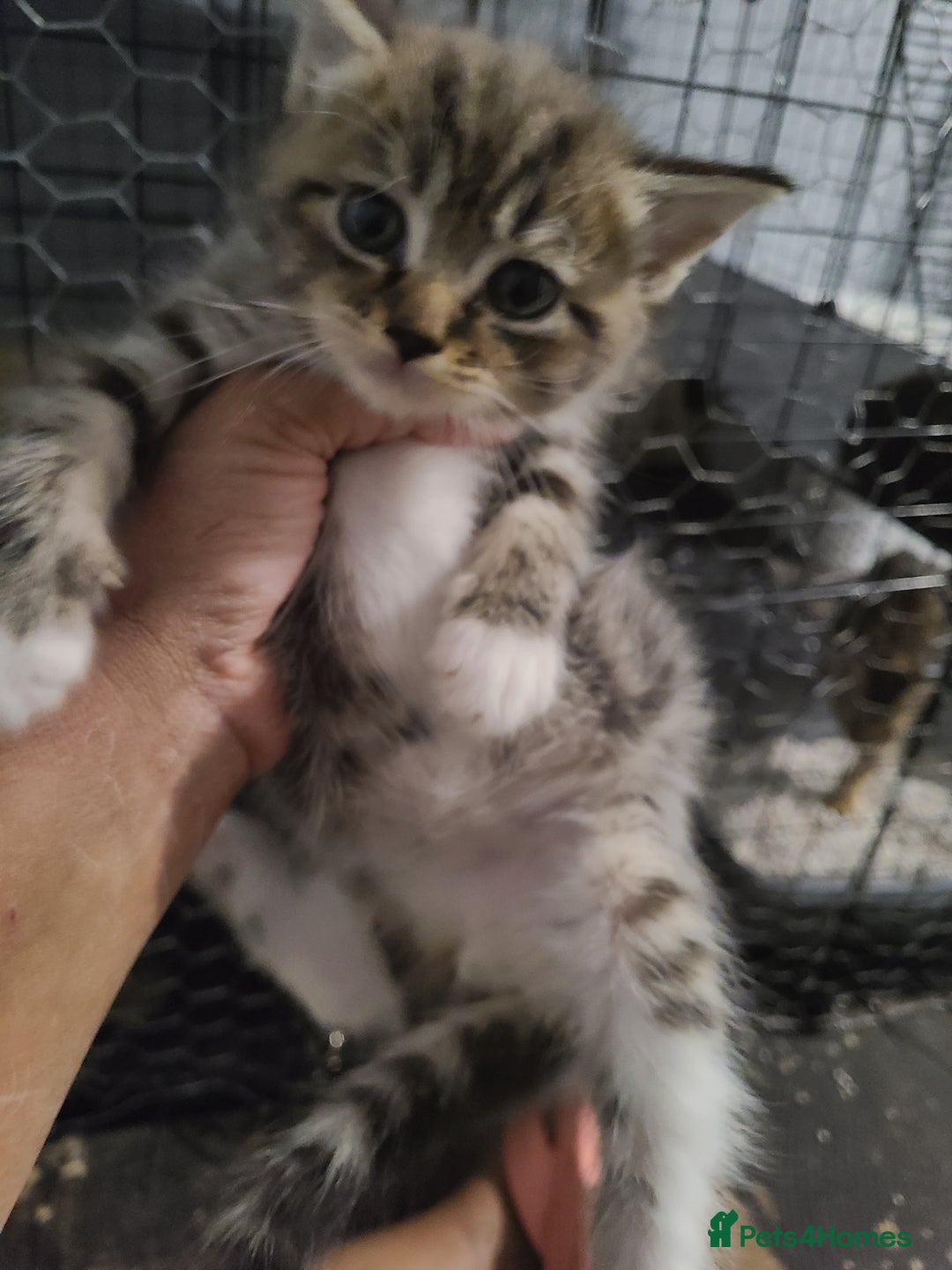 Ragdoll cats for sale: Kittens for sale - Image 2