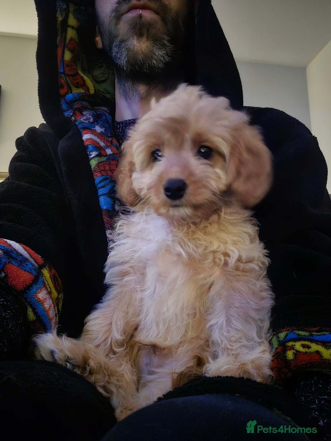Cavapoo dogs for sale: 🌟 Loving, Ethical, DNA-tested, Cavapoo Puppy's 🌟 - Advert 5