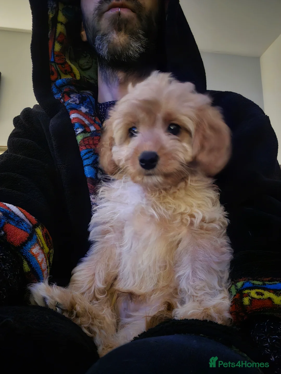 Cavapoo dogs for sale: 🐾Cavapoo: Litter Embark DNA Tested, Sire KC Reg🐾 - Advert 10