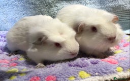 Guinea Pig rodents for sale: Two 8 week old sows - Image 1