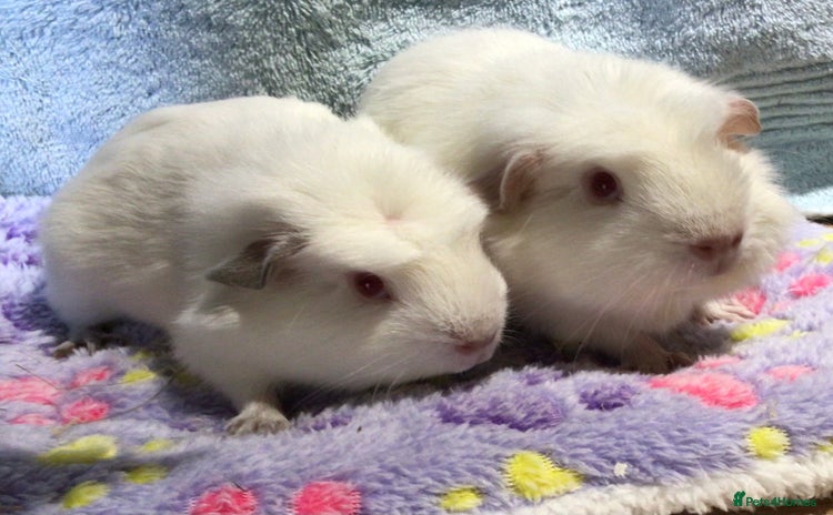 Guinea Pig rodents - Advert 1