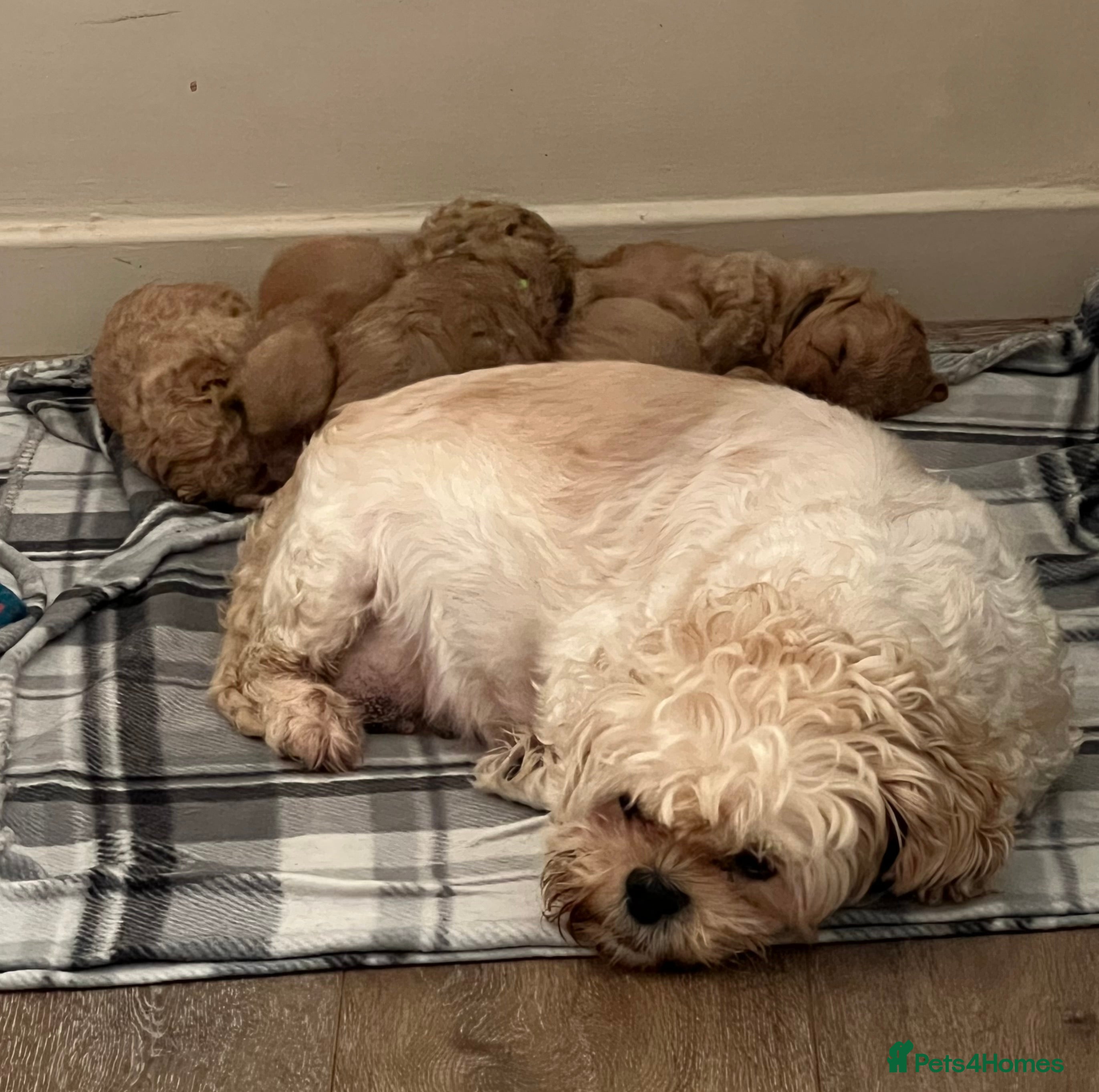 Shihpoo dogs 5 x female F1b Shihpoo pups - Advert 2