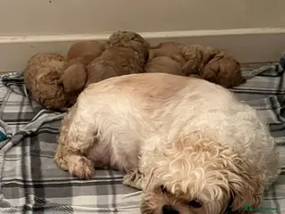 Shihpoo dogs 5 x female F1b Shihpoo pups - Advert 2