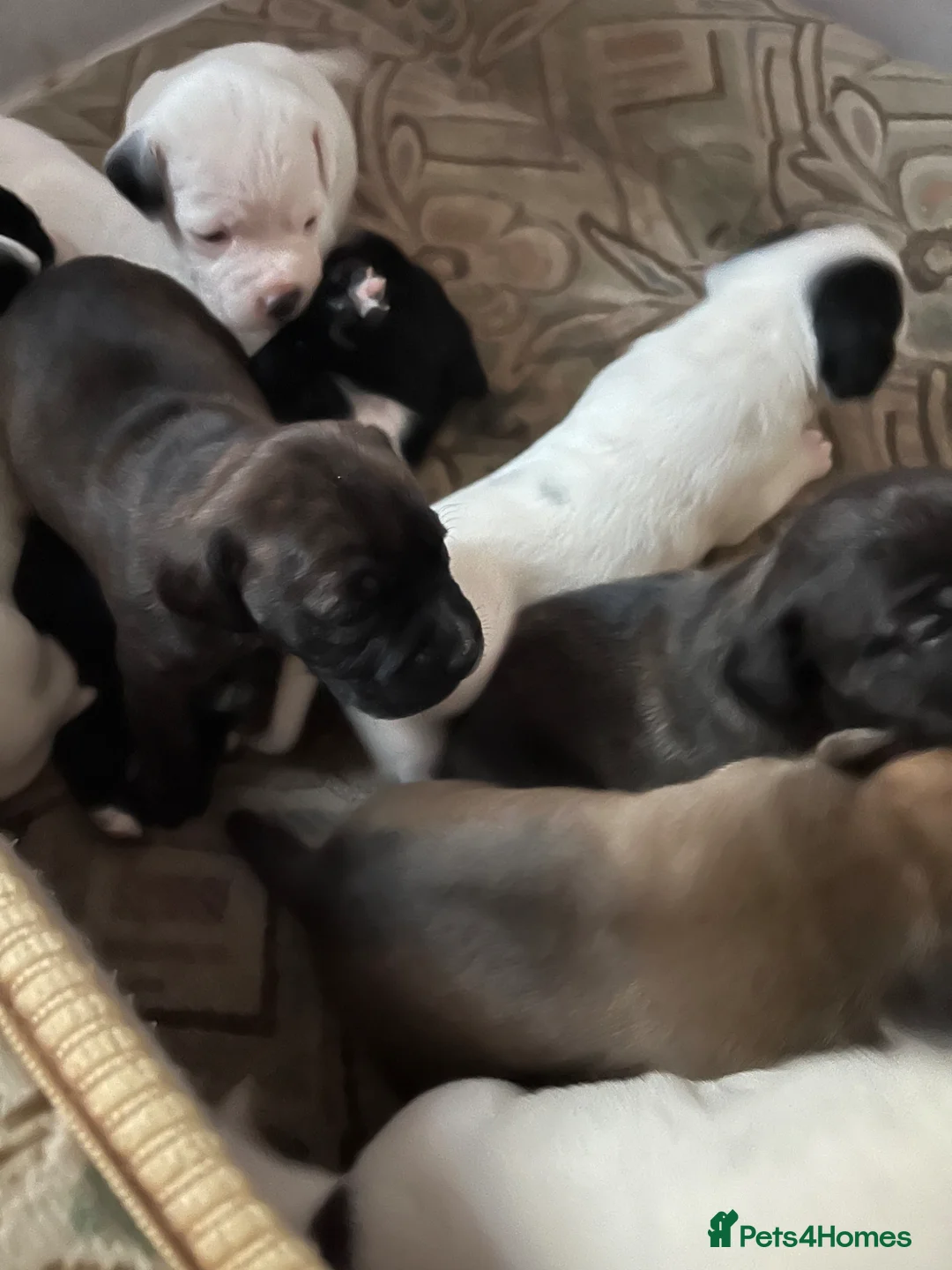 Mixed Breed dogs for sale: Staffy cross puppies - Advert 1