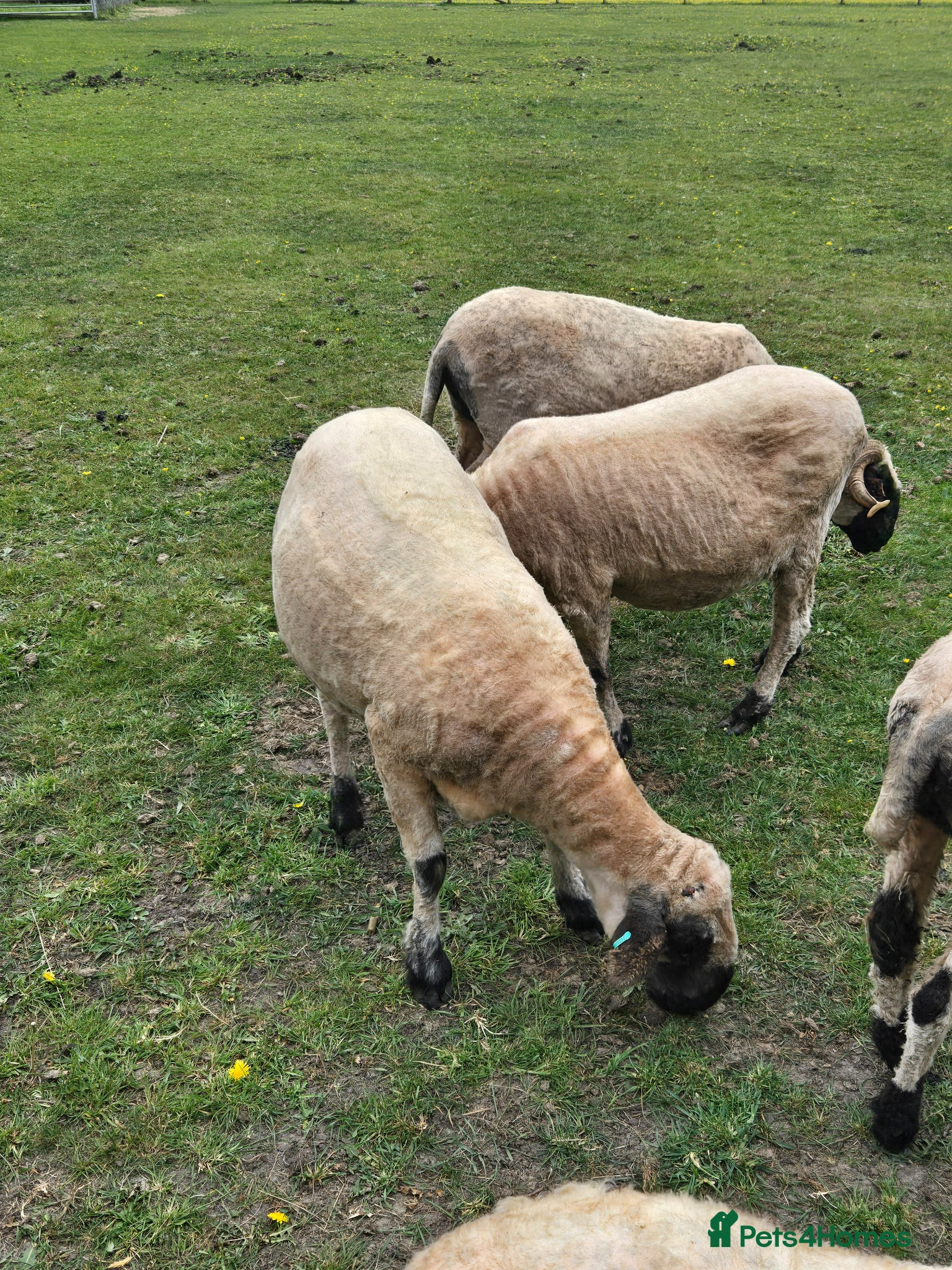 Sheep livestock 7/8 Valais Ewes - Advert 2