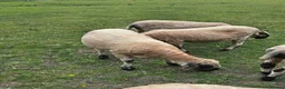 Sheep livestock for sale: 7/8 Valais Ewes - Advert 1