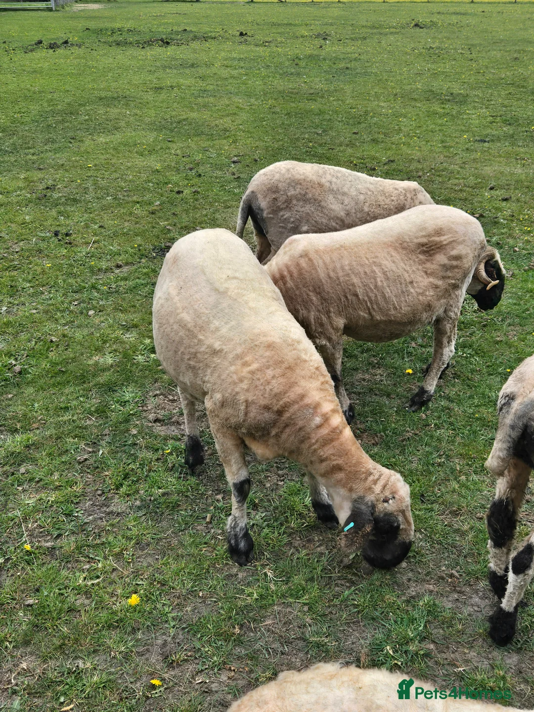 Sheep livestock for sale: 7/8 Valais Ewes - Advert 1