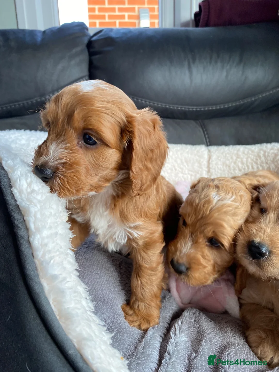 Cockapoo dogs for sale: Cockerpoo puppies - Advert 9