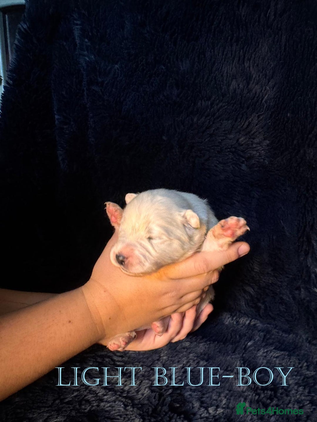 Samoyed dogs for sale: 🌟 Exceptional KC bear-faced Samoyed pups 🌟 - Advert 12