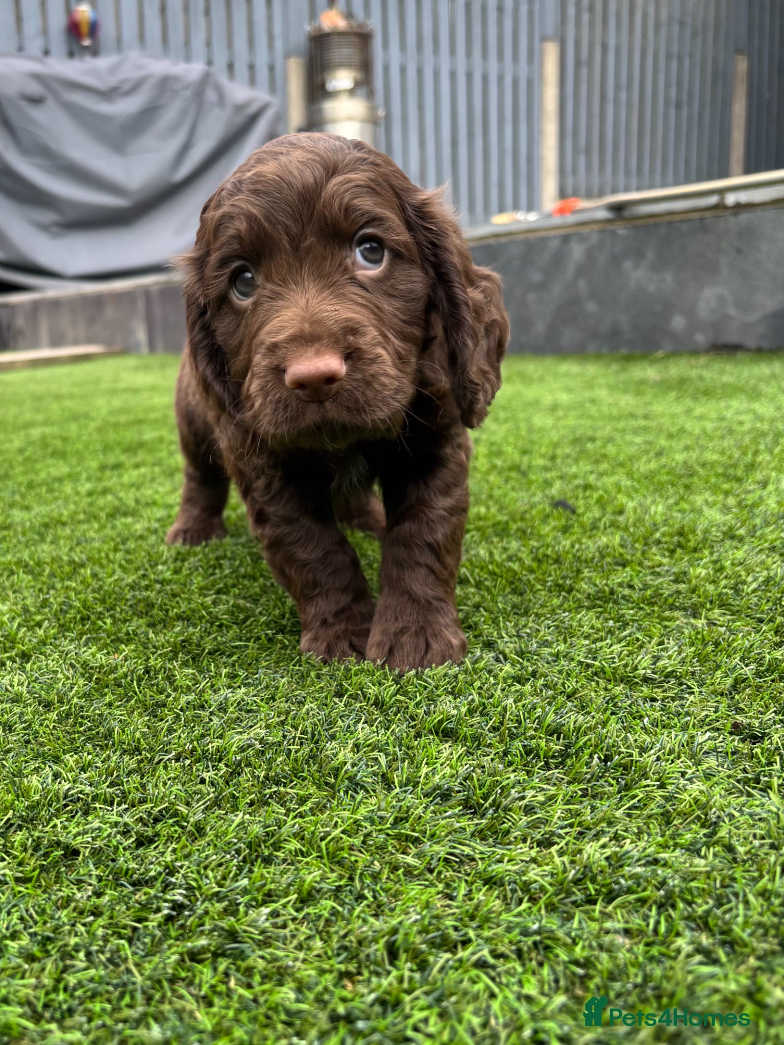 Cocker Spaniel dogs 1Male 2Females Left! Working Cocker Spaniel  - Advert 1