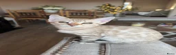 Bengal cats for sale: Gorgeous female bengal  - Advert 3