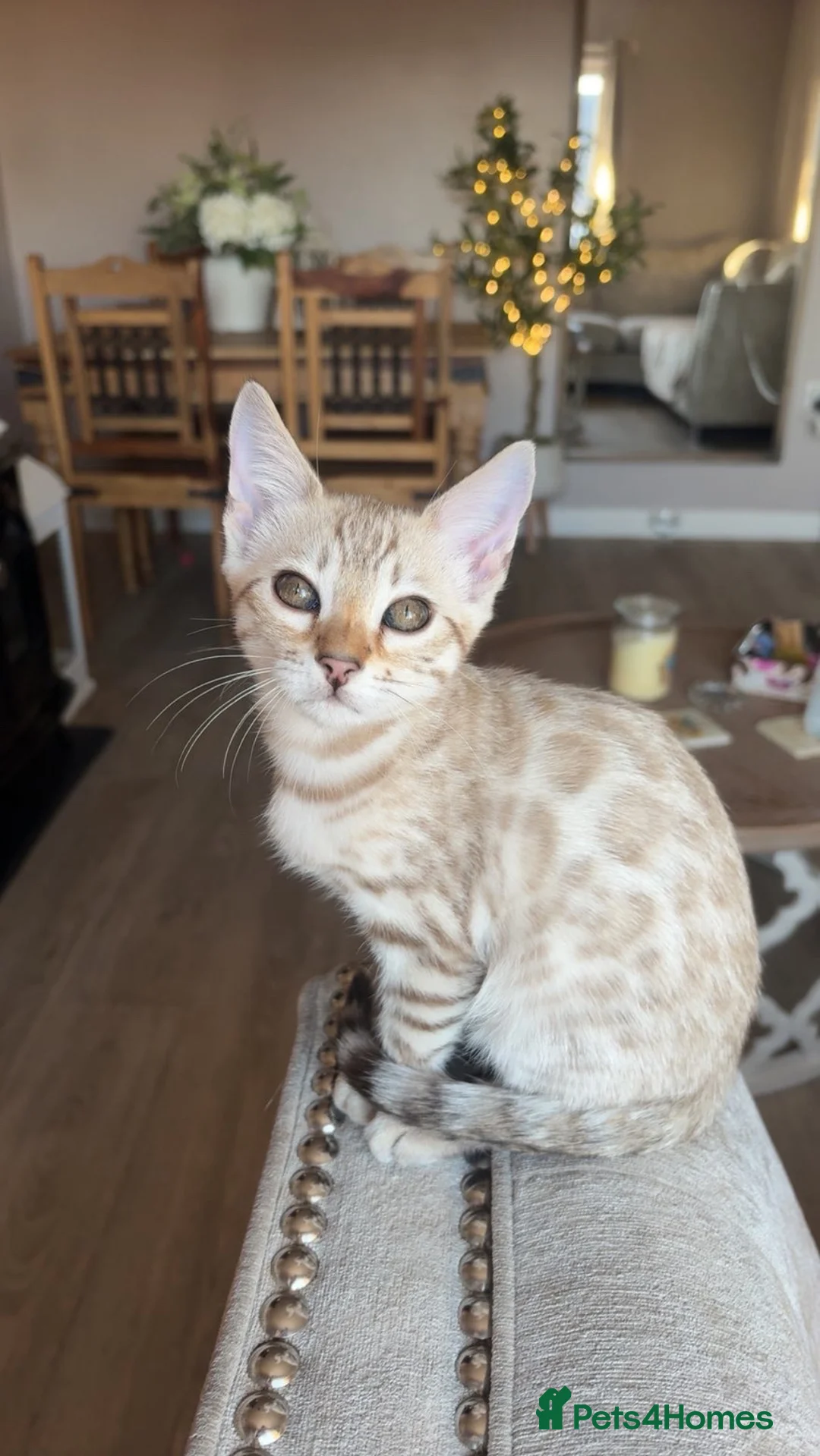 Bengal cats for sale: Gorgeous female bengal  - Advert 3