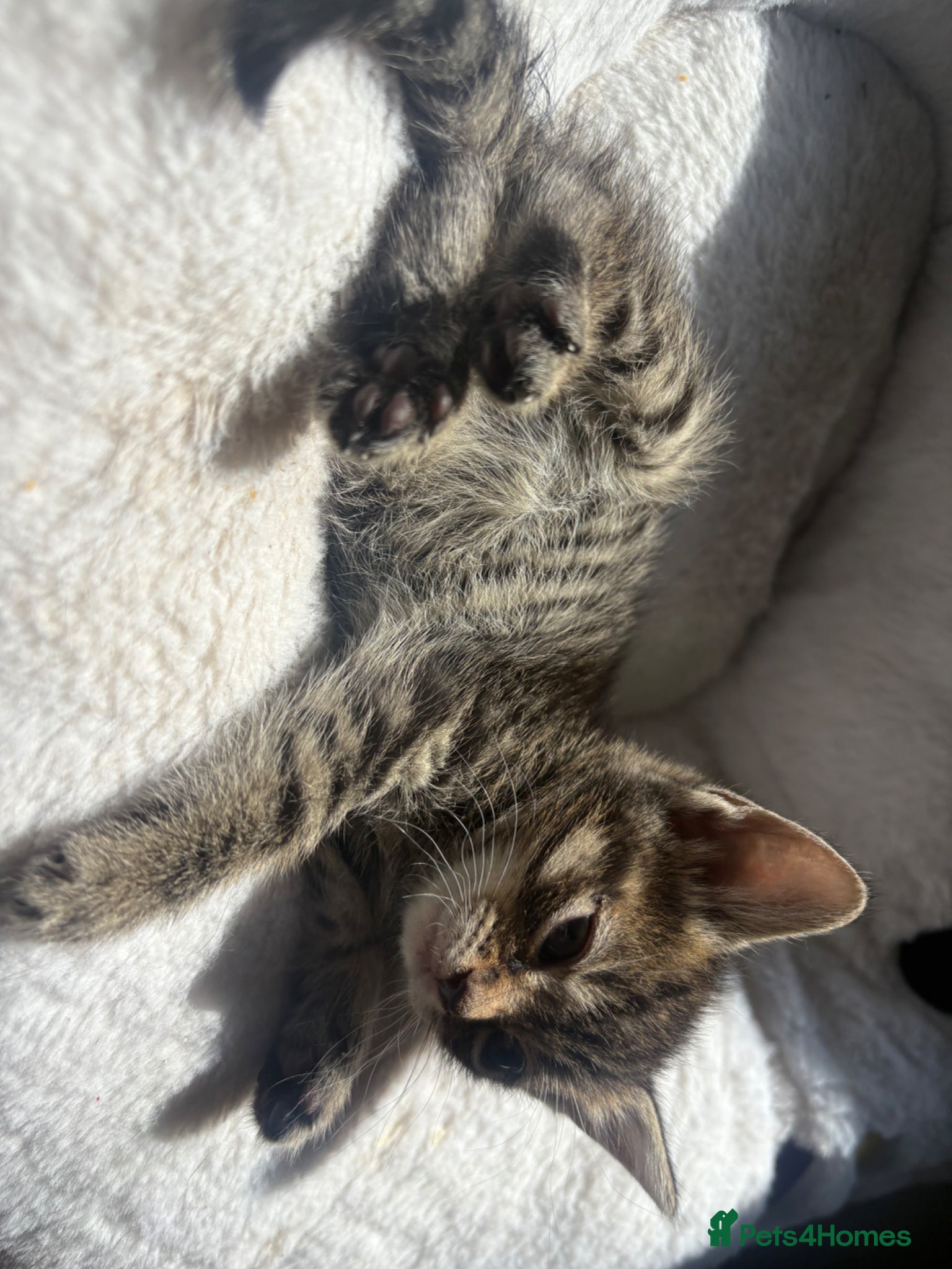 Mixed Breed cats Kittens for sale  - Advert 14