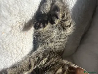 Mixed Breed cats Kittens for sale - Advert 14