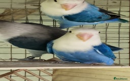 Lovebirds birds for sale: Lovebirds for sale - Image 4