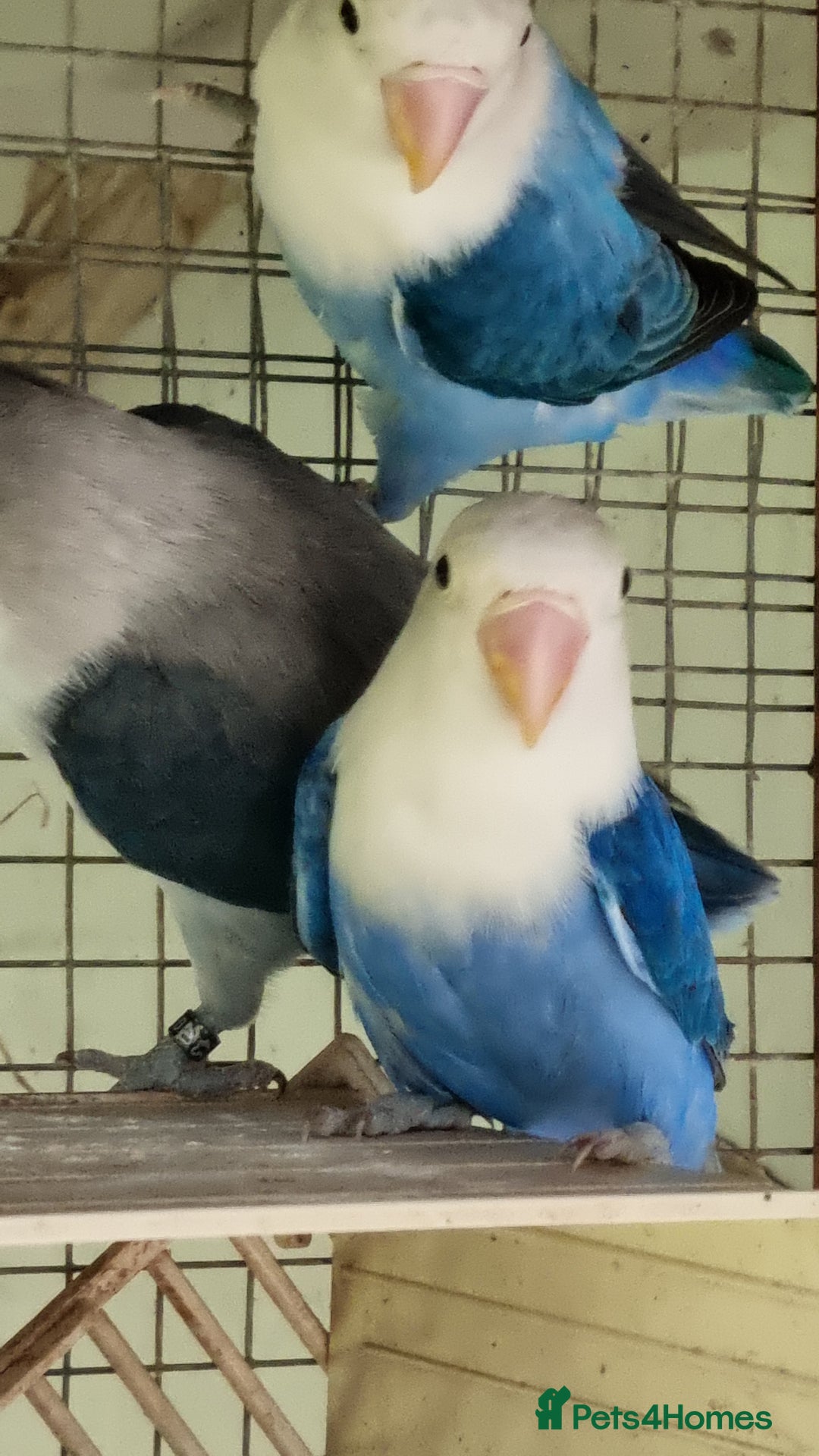 Lovebirds birds for sale: Lovebirds for sale - Image 4