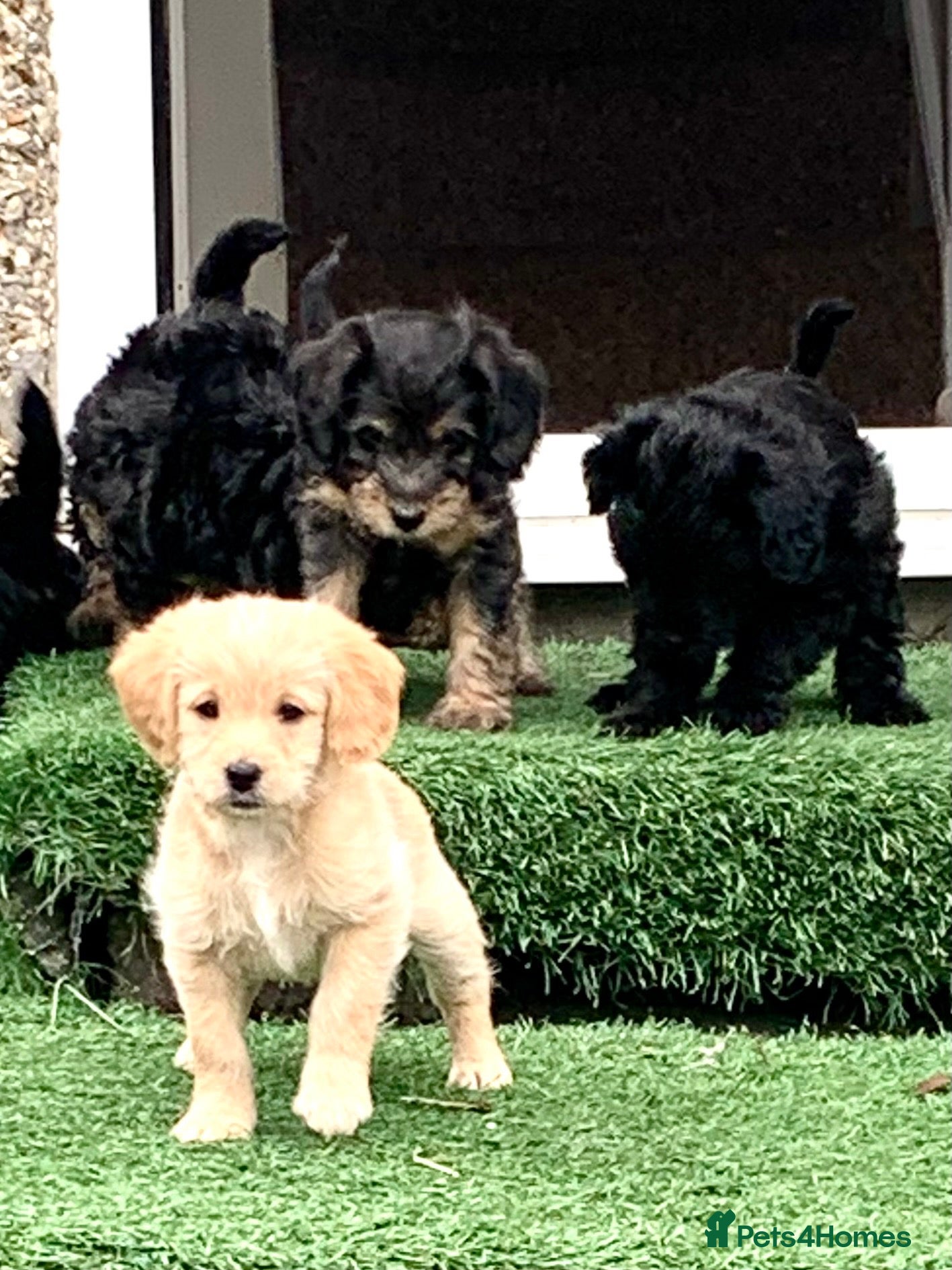 Cockapoo dogs for sale: Beautiful F1b Cockapoo Puppies phantom colours 🐾 - Advert 1