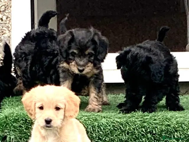 Cockapoo dogs for sale: Beautiful F1b Cockapoo Puppies phantom colours 🐾 - Advert 1