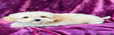 Poochon 4