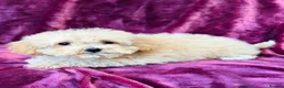 Poochon dogs for sale: Beautiful F1 Poochon puppies - Advert 4