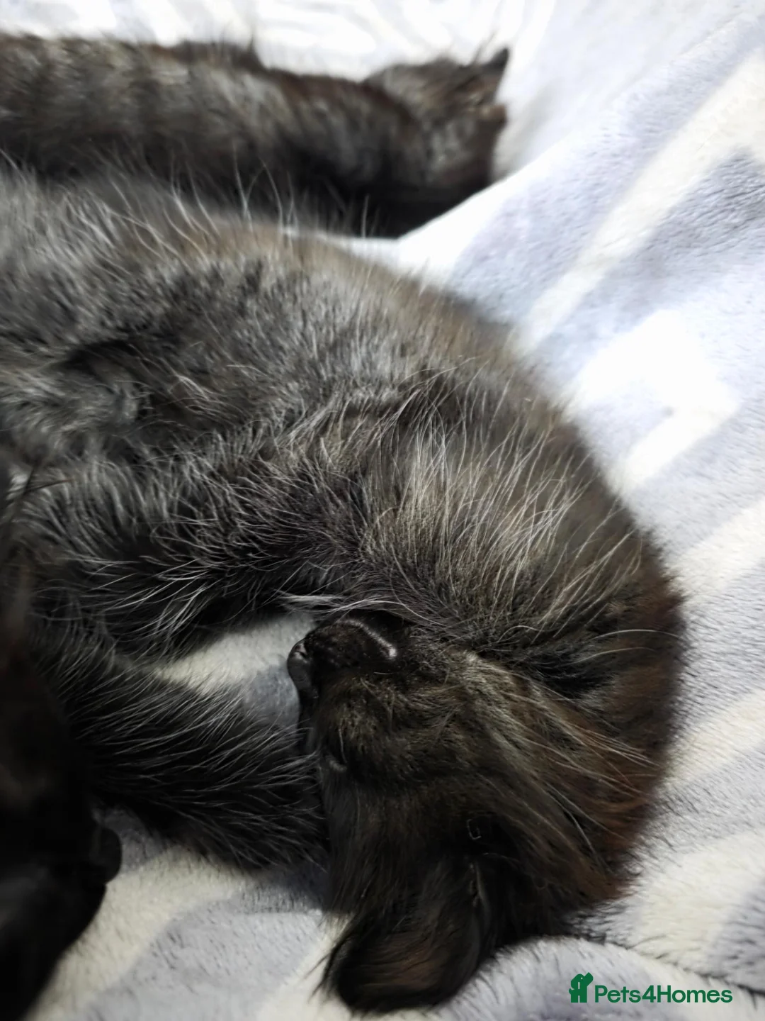 Mixed Breed cats for sale: Beautiful Fluffy Black Kittens - Advert 2