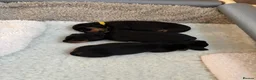 Dachshund dogs for sale: Dachshunds Thelma, Tommy and Tink  - Advert 23