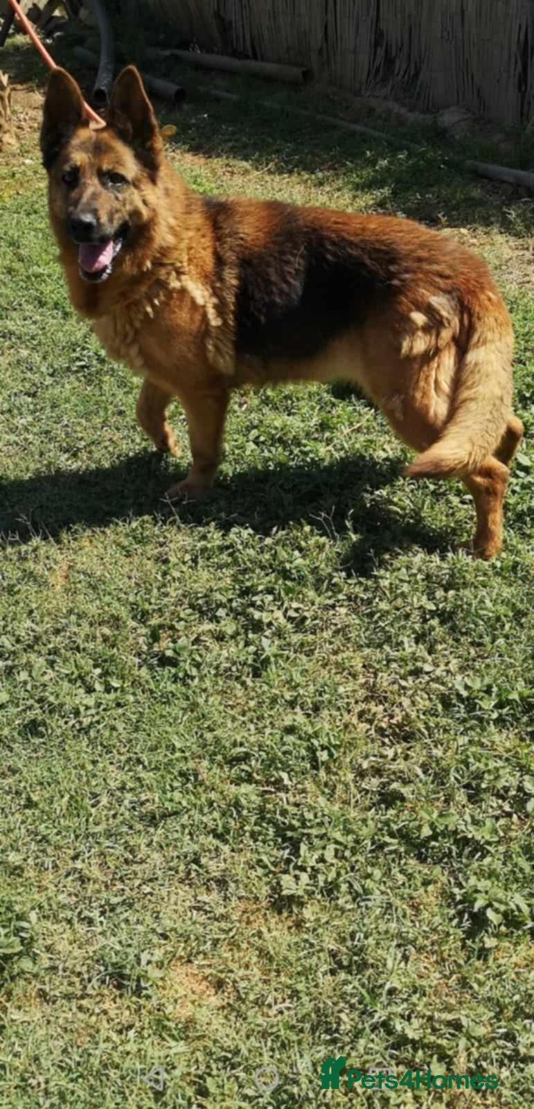German Shepherd dogs Meet lana 🥰🐾 - Advert 10