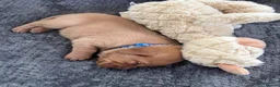 Labrador Retriever dogs for sale: Fox Red Labrador Puppies - Advert 5