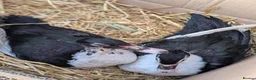 Ducks poultry for sale: 2 Muscovy females in Corby - Advert 3