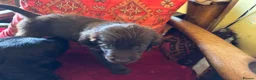 Flat coated Retriever dogs for sale: Gorgeous liver and black Flatcoat Retrievers - Advert 24