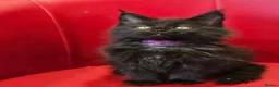 Maine Coon cats for sale: TICA Registered Maine Coon Kittens –  Ready Now!  in Northampton - Advert 10
