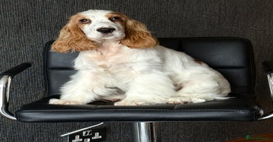 Cocker Spaniel dogs - Advert 4