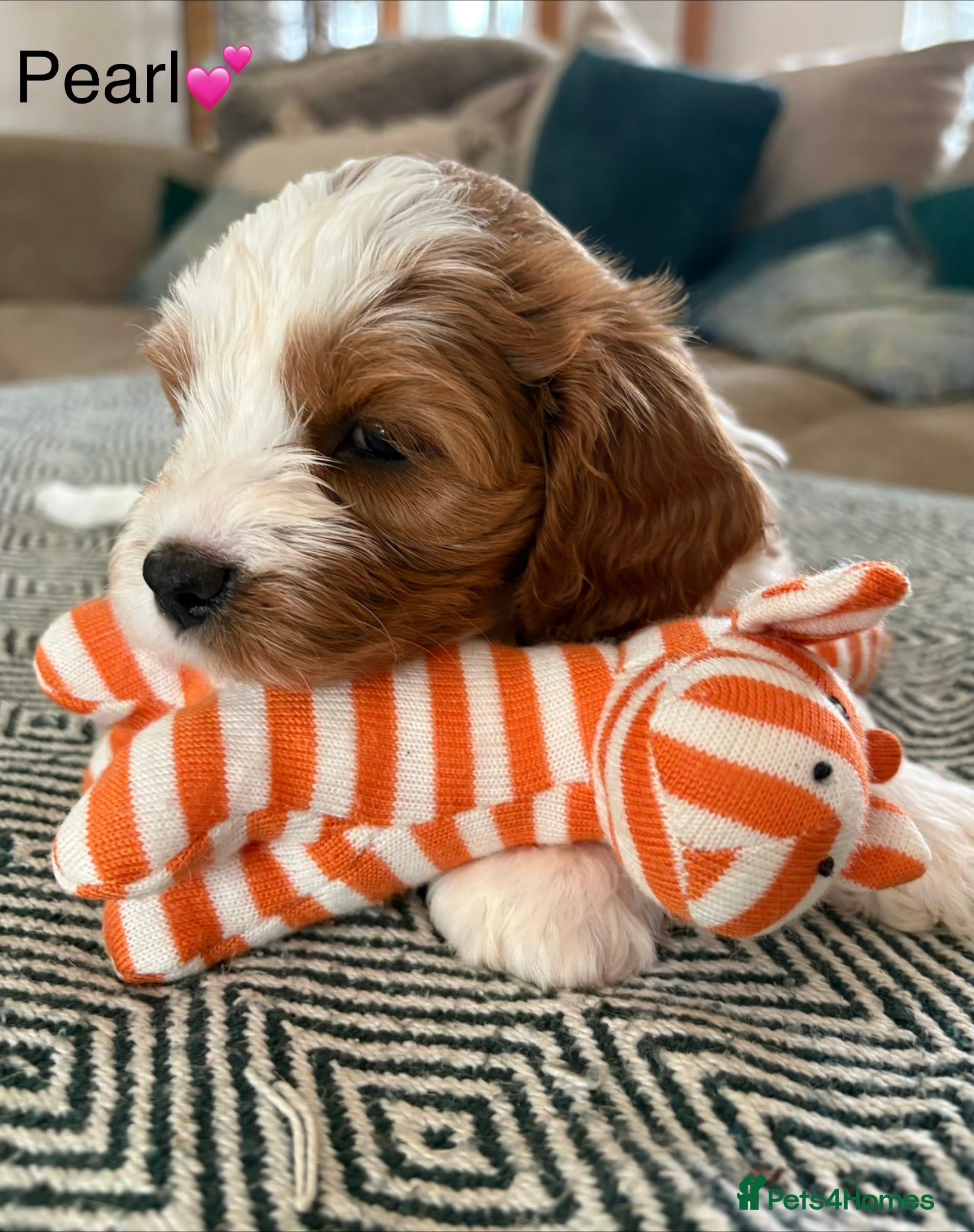 Cavapoochon dogs Beautiful Cavapoochon puppies - Advert 1
