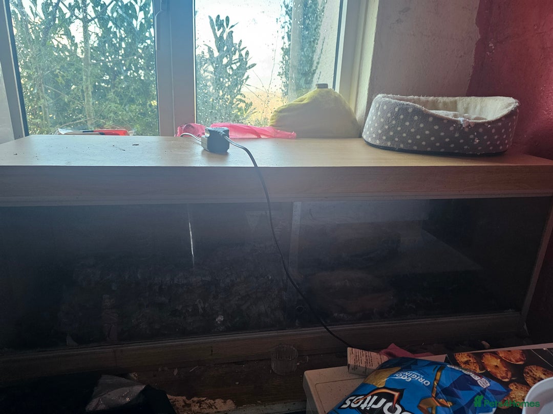 Python Snake reptiles for sale: Ball python 4/5ft 3 years old and tank  - Advert 1