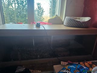 Python Snake reptiles Ball python 4/5ft 3 years old and tank - Advert 2