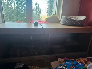 Python Snake reptiles Ball python 4/5ft 3 years old - Advert 4