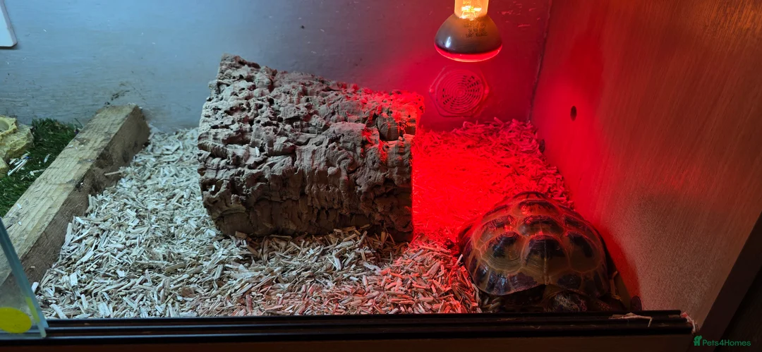 Hermann Tortoise reptiles for sale: Hermann tortoise for sale 🐢 - Advert 6