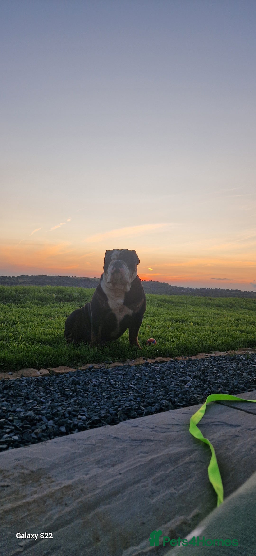 Olde English Bulldogge dogs for stud: Vinnie the olde english bulldogge - Advert 6