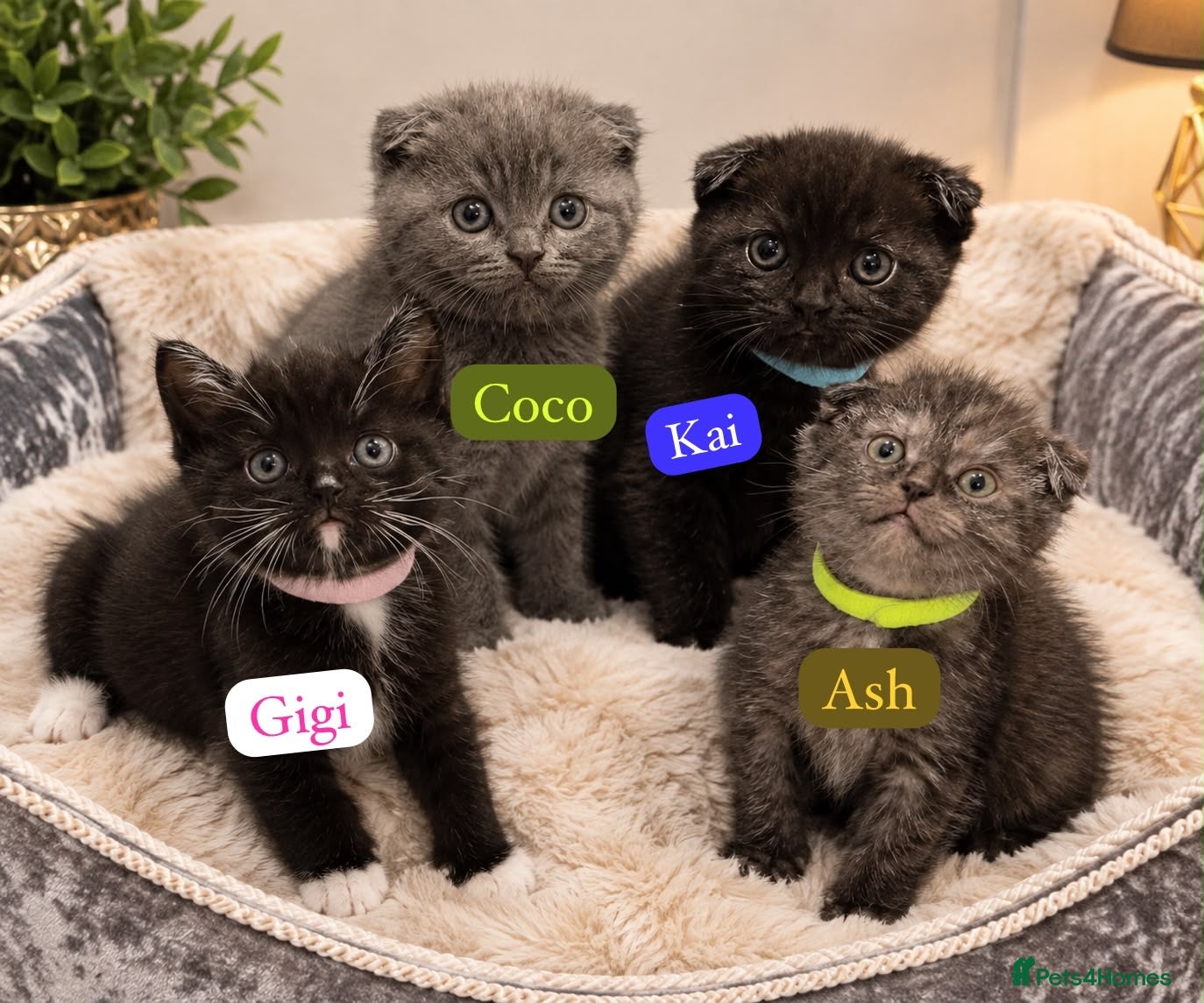 Scottish Fold cats READY NOW‼️ScottishFold Kittens - Advert 1