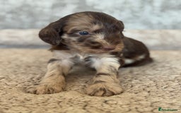 Cockapoo dogs for sale: BEAUTIFUL MERLE COCKER POO PUPPIES, HEALTH TESTED - Image 3