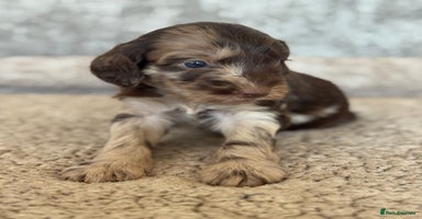 Cockapoo dogs - Advert 1