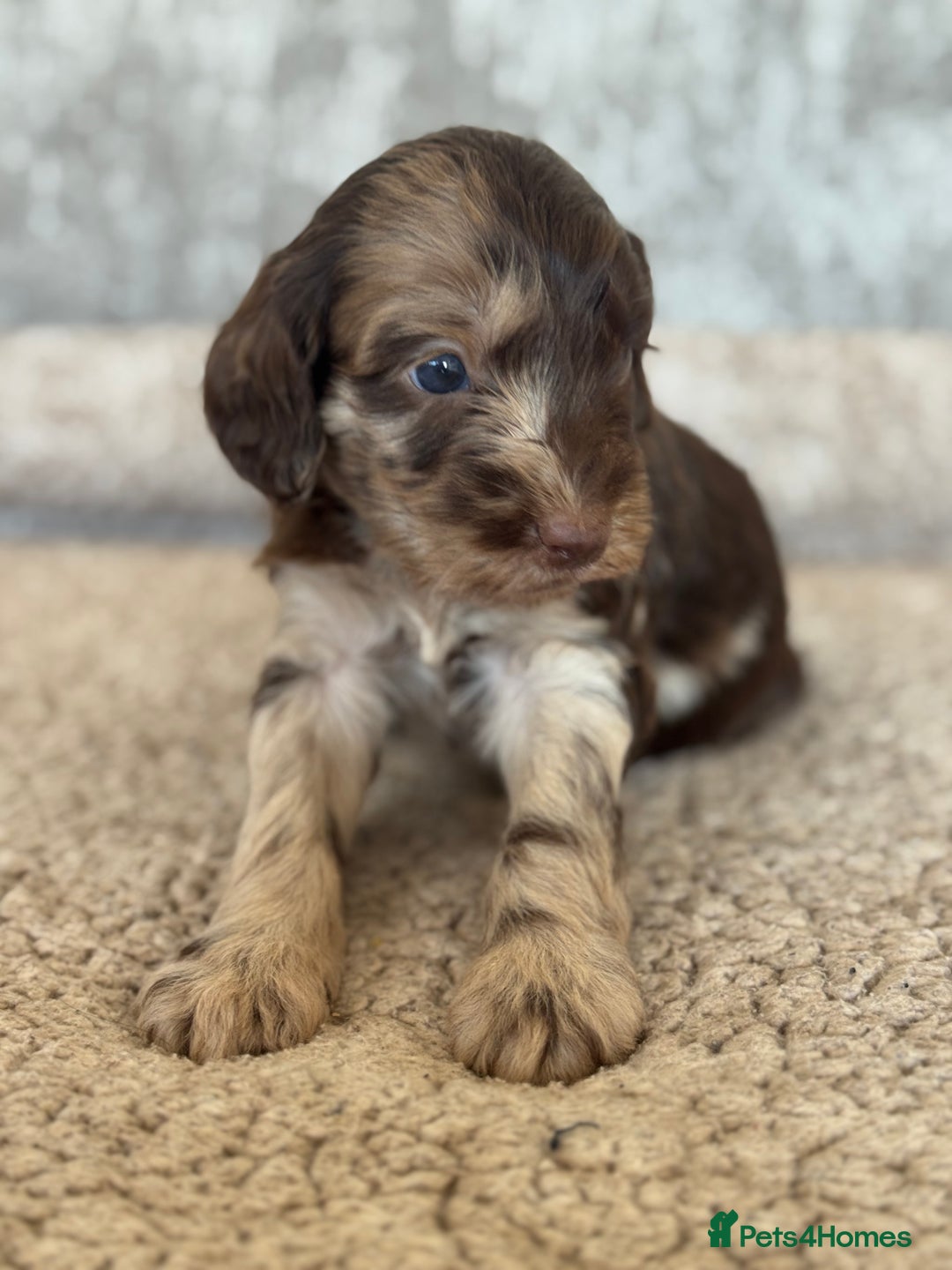 Cockapoo dogs for sale: BEAUTIFUL MERLE COCKER POO PUPPIES, HEALTH TESTED - Image 3