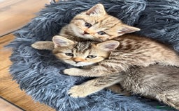 British Shorthair cats for sale: Pedigree British shorthair kittens ready in 2 week - Image 3