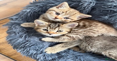 British Shorthair cats - Advert 2