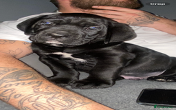 Cane Corso dogs for sale: 2 big cane Corso girls left ! Ready to go now  - Advert 14