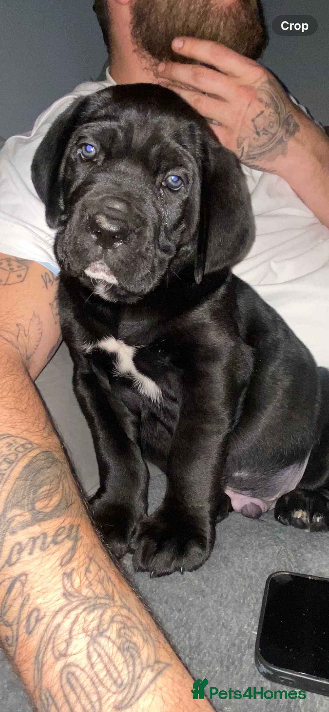 Cane Corso dogs for sale: 2 big cane Corso girls left ! Ready to go now  - Advert 14